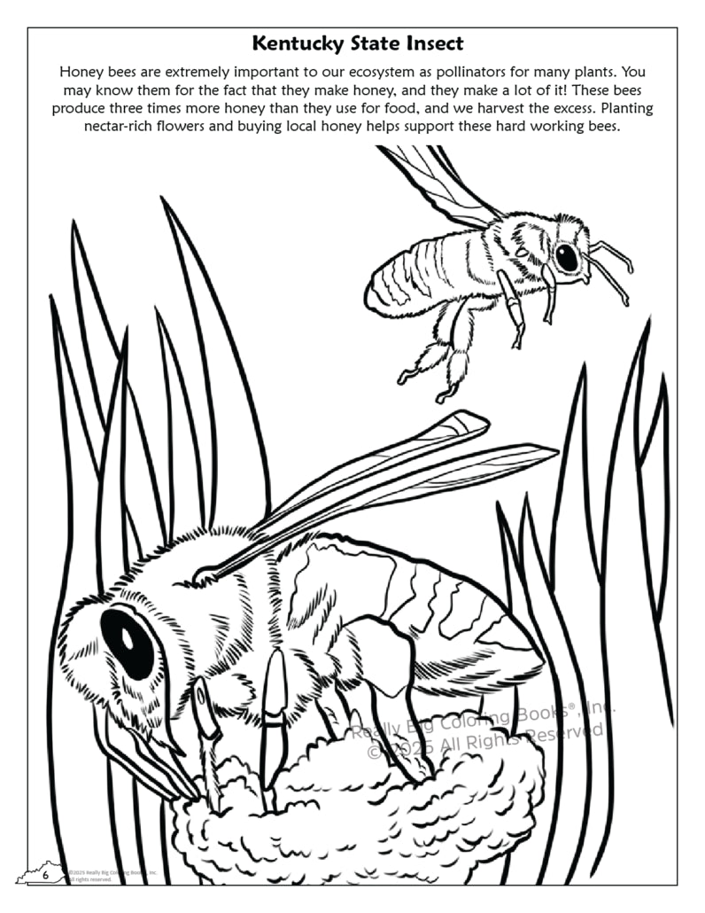 Kentucky State Coloring Book 8.5 x 11 - A Taste of Kentucky