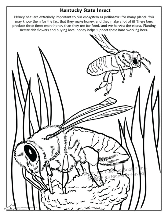 Kentucky State Coloring Book 8.5 x 11 - A Taste of Kentucky