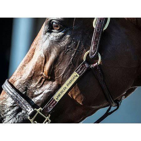 American Pharoah by Dan Dry - A Taste of Kentucky