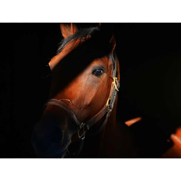 Bathed In Light by Dan Dry - A Taste of Kentucky