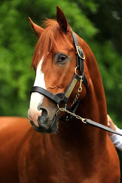 Justify at Coolmore Farms - A Taste of Kentucky