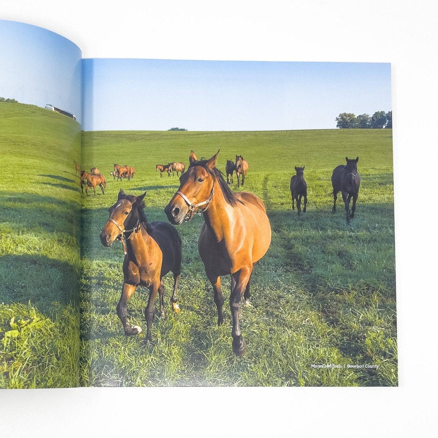 Kentucky: Beauty of the Bluegrass Book by Jeff Rogers - A Taste of Kentucky