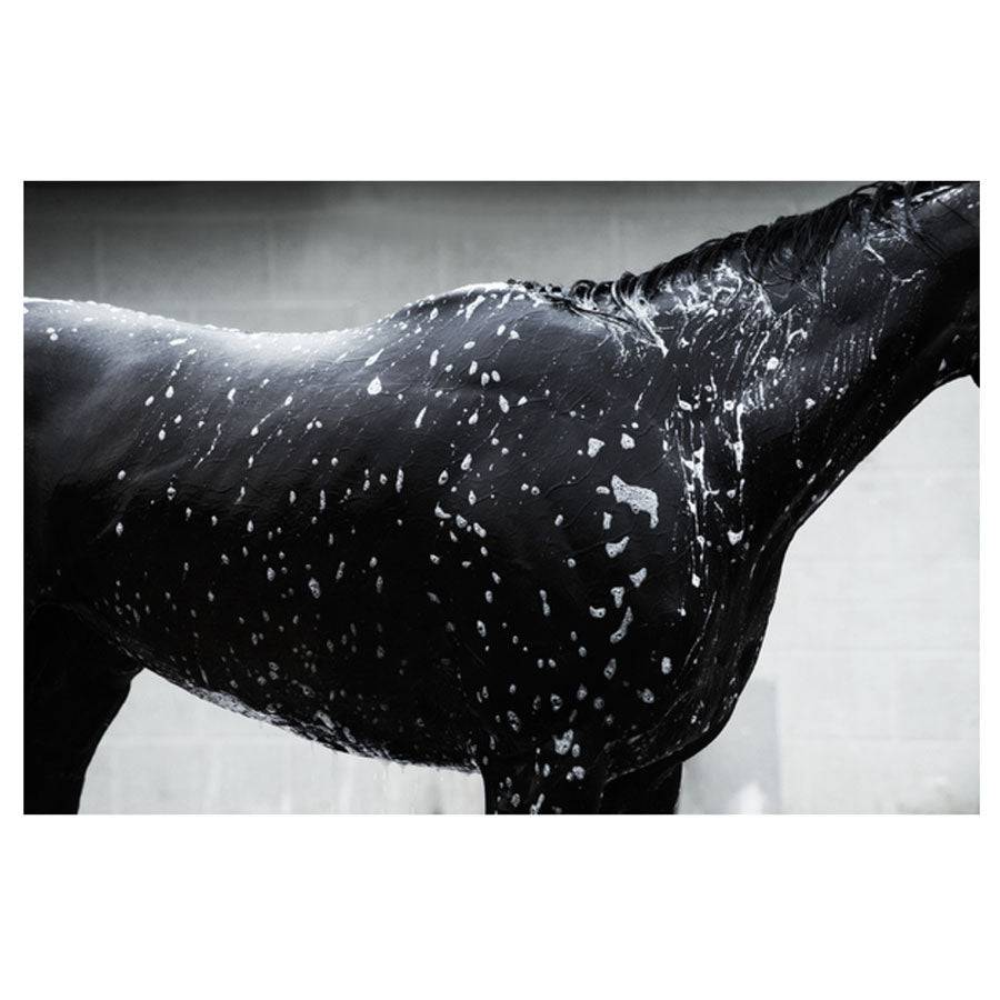 Morning Bath by Dan Dry - A Taste of Kentucky