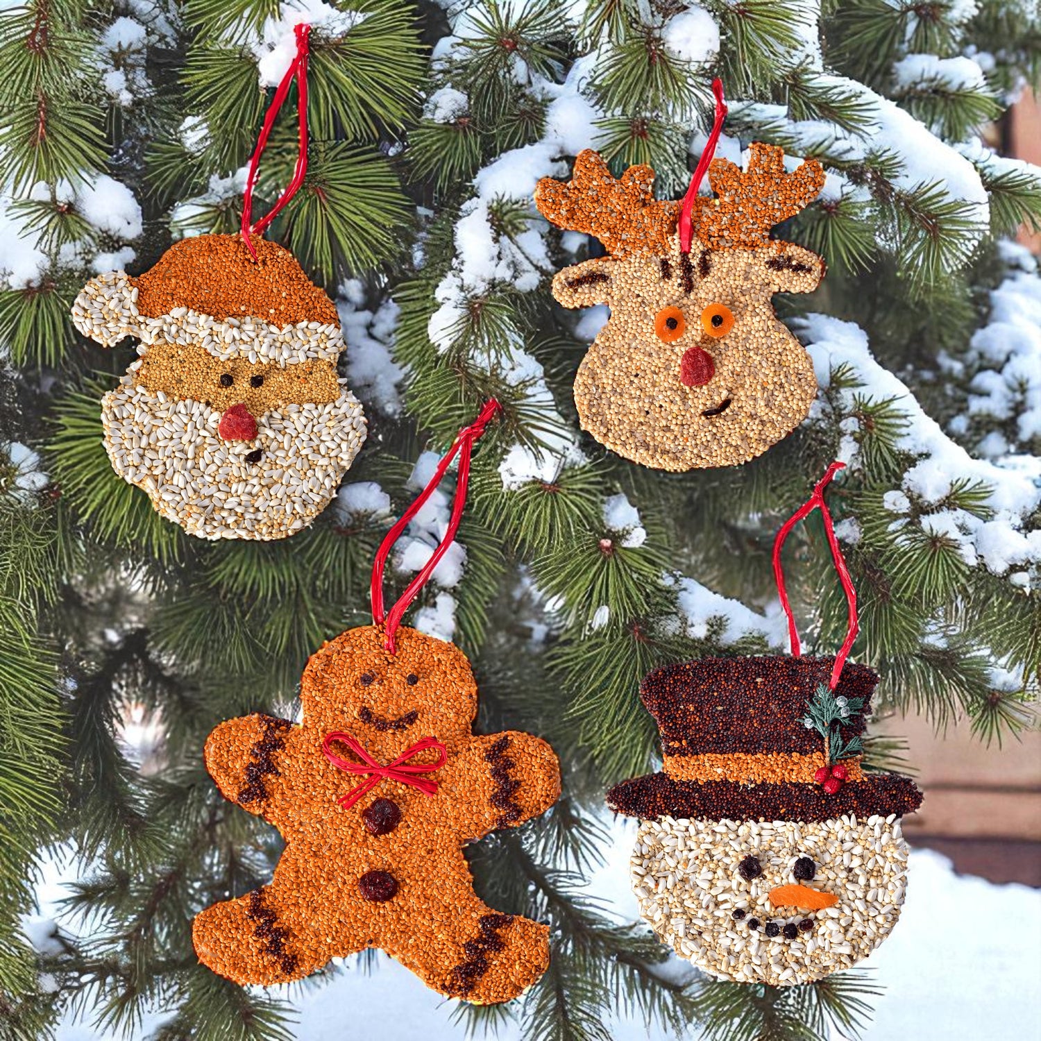 All four Mr. Bird Christmas Cookie ornaments hanging from a festive evergreen tree branch.