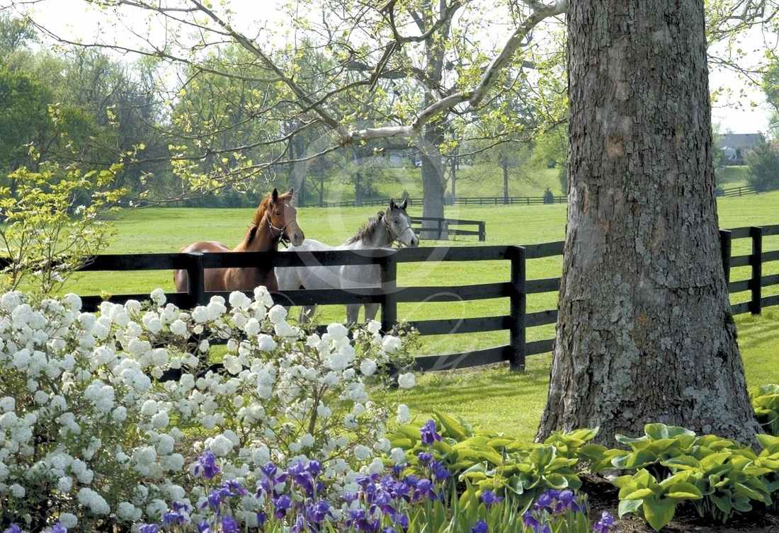 The Glory of Kentucky by Doug Prather - A Taste of Kentucky