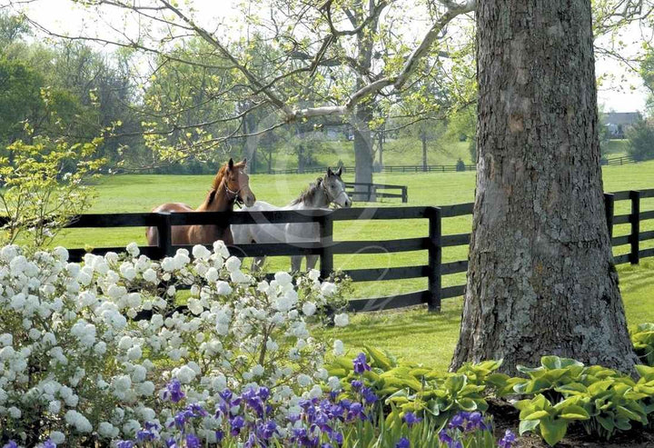 The Glory of Kentucky by Doug Prather - A Taste of Kentucky