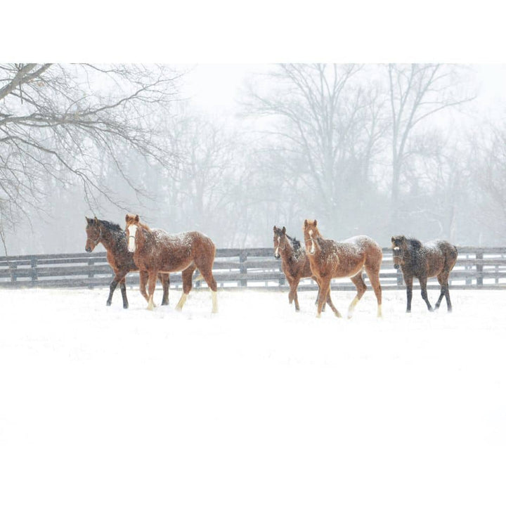 Thoroughbreds & Snowy Paddock by Dan Dry - A Taste of Kentucky