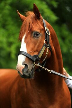 Justify at Coolmore Farms